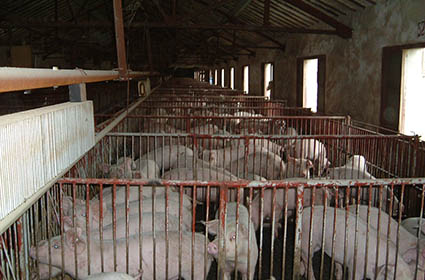 2001年收购泖港种鸡场，经改造后建成泖港猪场，商品猪圈存量5000头。