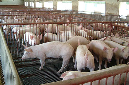 1999年在江苏省淮阴市与当地某种猪场参股合资建立江淮种猪场，年饲养圈存母猪1200头。